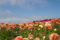 Field of Flowers Poster Art