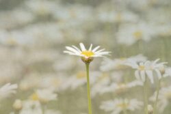 Single daisy with hazy background in a field