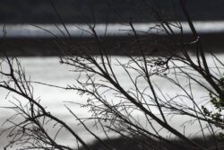 Shadowy branches with reflected water in background