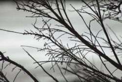 Shadowy branches with reflected water in background
