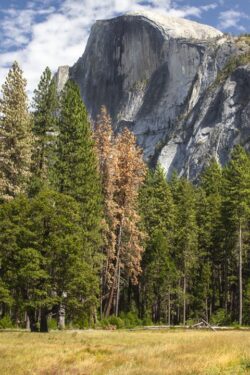 Half Dome and surrounding greener in Yosemite Valley, California