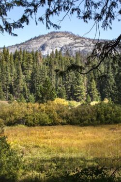 Field and meadow at Yosemite Park in Wawona in California