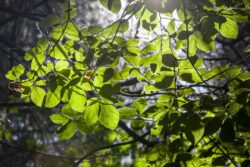 Sun lit leaves on a tree as a background
