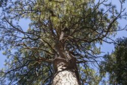Twisted branch growth on a pine tree in Yosemite California