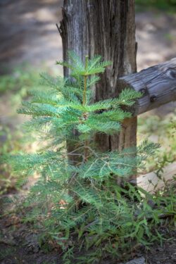 Baby Pine