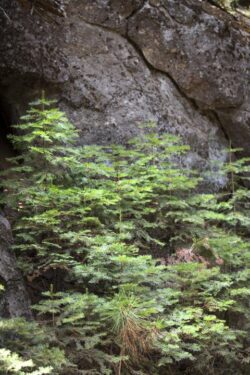 Newly growing pine trees on a granite surface on Jackson Rd in Yosemite, California
