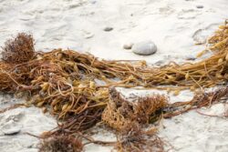 Twisted and knotted seaweed at Swami's Beach in Encinitas, California