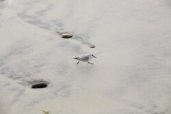 Western Sandpiper running around in the sand at Swami's Beach in Encinitas, California