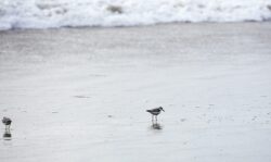 Western Sandpiper running around in the sand at Swami's Beach in Encinitas, California