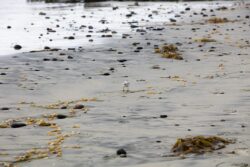 Western Sandpiper running around in the sand at Swami's Beach in Encinitas, California