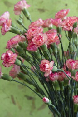 Bouquet of pink Carnations in a vase
