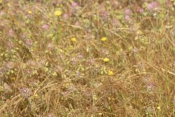 Field of dry gasses, purple flowers and dandelions as a background