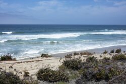 Coastal landscape view of Sea Lavender, sand and water in Del Mar, San Diego,California