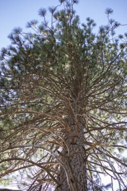 Skyward view through pine tree branches in Yosemite, California