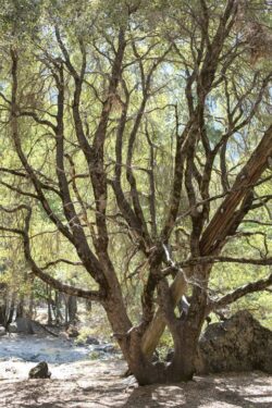Tree in Yosemite