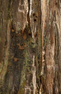 Tree Bark Art