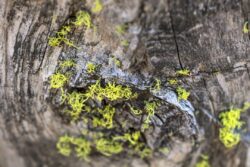 Tiny leafed moss growing on a tree stump