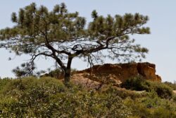 Torrey Pine