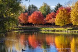 Reds, yellows, greens as colors of trees turn for the fall season in Eagle, Idaho in October