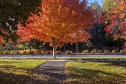 Reds, yellows, greens as colors of trees turn for the fall season in Eagle, Idaho in October