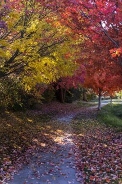 Reds, yellows, greens as colors of trees turn for the fall season in Eagle, Idaho in October