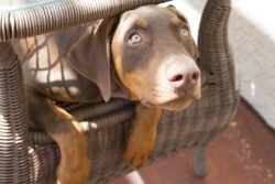 Roma the Doberman Hiding
