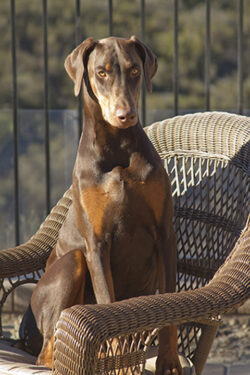 Roma the Doberman on her chair