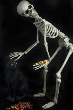 Halloween skeleton petting a black cat and giving out candy