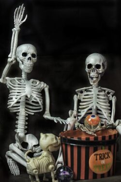 Two Halloween Skeletons getting ready for the holiday