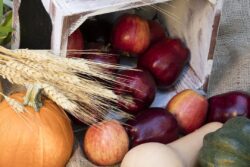 Lovely red apples, orange pumpkins, and a variety of squash gourds layed out as an autumn garden decor
