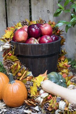 Lovely red apples, orange pumpkins, and a variety of squash gourds layed out as an autumn garden decor