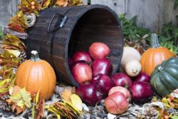 Lovely red apples, orange pumpkins, and a variety of squash gourds layed out as an autumn garden decor