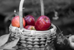 Wicker basket filled with autumn apples surrounded by Sycamore leaves